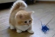 Впервые в мире состоится фестиваль видеороликов о кошках