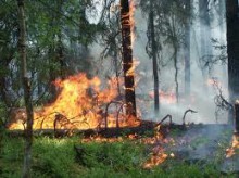 Аномальная жара в Украине: леса вспыхивают мгновенно