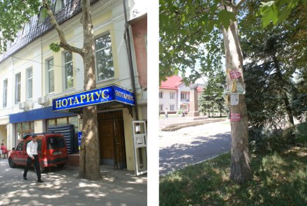 Деревья одинаковые – судьбы разные. Платан, расположенный слева, растет в Ялте, справа – в Красноармейске