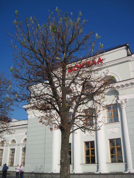 В Донецке зацвели каштаны