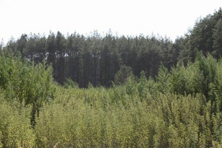 На Донетчине СБУ уничтожила плантацию конопли на 5 миллионов