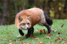 В Красноармейске появилась бешеная лиса