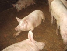 В Донецкой области пытаются не допустить ввоз свинины из Запорожья