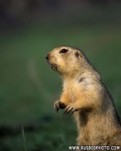 Дикие звери и птицы вымирают в Украине