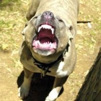 Уровень заболевания бешенством в Украине вырос в десять раз Уровень заболевания бешенством в Украине вырос в десять раз