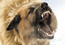 В Красноармейске бездомные собаки загрызли козу В Красноармейске бездомные собаки загрызли козу