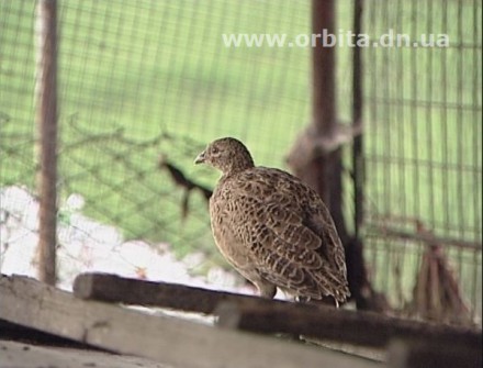 Красноармейские охотники пытаются сохранить фауну нашего региона (ФОТО)