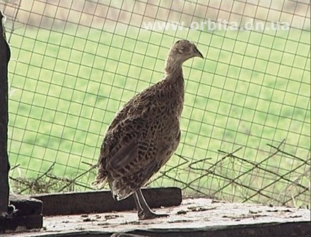 Красноармейские охотники пытаются сохранить фауну нашего региона (ФОТО)