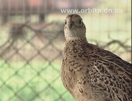 Красноармейские охотники пытаются сохранить фауну нашего региона (ФОТО)