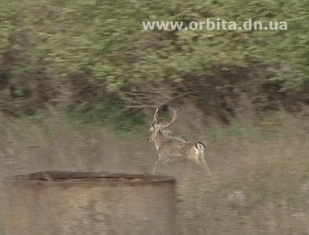 Красноармейские охотники пытаются сохранить фауну нашего региона (ФОТО)