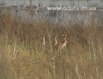 Красноармейские охотники пытаются сохранить фауну нашего региона (ФОТО)