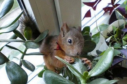 Белорусский военный спас бельчонка Белорусский военный спас бельчонка