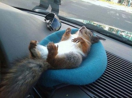 Белорусский военный спас бельчонка