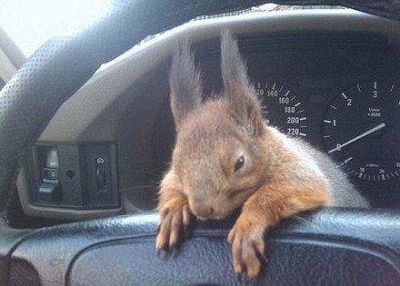 Белорусский военный спас бельчонка