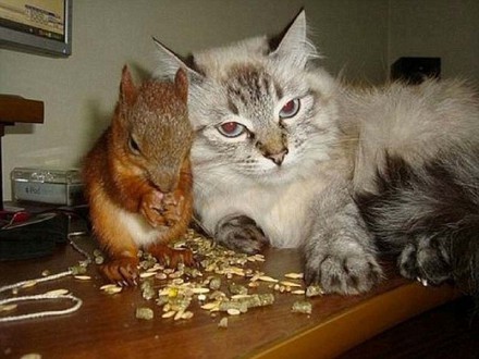 Белорусский военный спас бельчонка