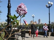сирень