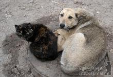 Украинцев начали штрафовать за кормление бездомных животных и выгул собак