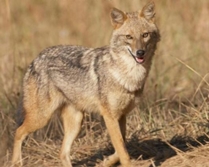 Донбасс терроризируют шакалы