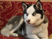 Собака Айза спасла жизнь своим хозяевам