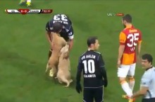 Две собаки остановили футбольный матч в Турции