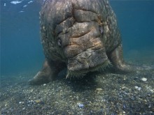 14-летний школьник из Донецка помог канадским исследователям сделать открытие