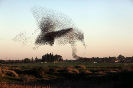 Скворцы устроили воздушное шоу в Израиле