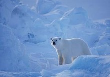 Сегодня Международный день полярного медведя
