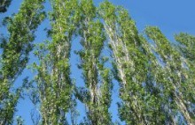 В Красноармейске исчезают многолетние тополя