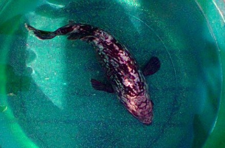 В Черном море рыбаки поймали неизвестную науке рыбу