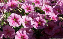 Красноармейск скоро «зацветет»