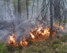 В Украине увеличат штрафы за лесные пожары