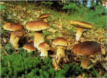 Крым вводит налог на сбор грибов, ягод и лекарственных растений