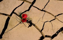 Сегодня Всемирный день борьбы с засухой