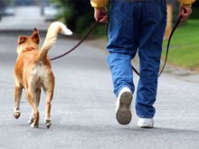 В Украине становится популярным движение зоосадистов 