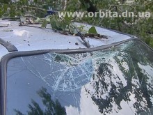 В Красноармейске продолжается… древопад