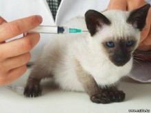 Красноармейским домашним любимцам сделают прививки от бешенства