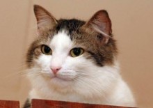 Торговцы щенками и котятами выбрасывают непроданных животных на окраинах Донецка