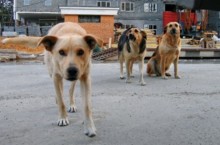 Отлавливать собак в Донецкой области будут теперь быстро и гуманно