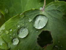 Авария на "Стироле" грозит урожаю кислотными дождями