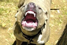 На Донетчине питбультерьер искусал лицо 5-летней девочке