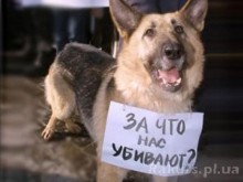 Живодёр из села Ровное за свои действия ответит перед законом