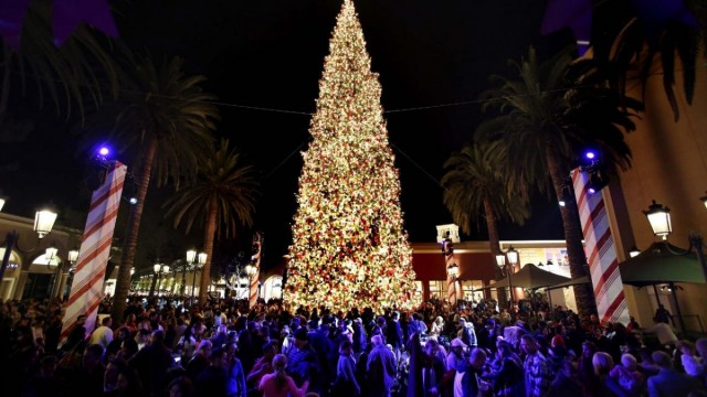 Калифорнийская елка в Ньюпорт-Бич, США 