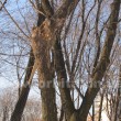 park2