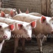 pig