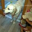 Самый дружелюбный пёс Марти