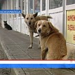 В Красноармейске прошел плановый отлов бездомных собак