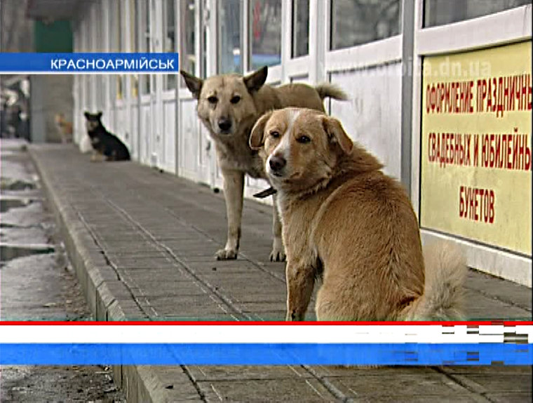 В Красноармейске прошел плановый отлов бездомных собак