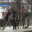 Обрезка деревьев – по плану