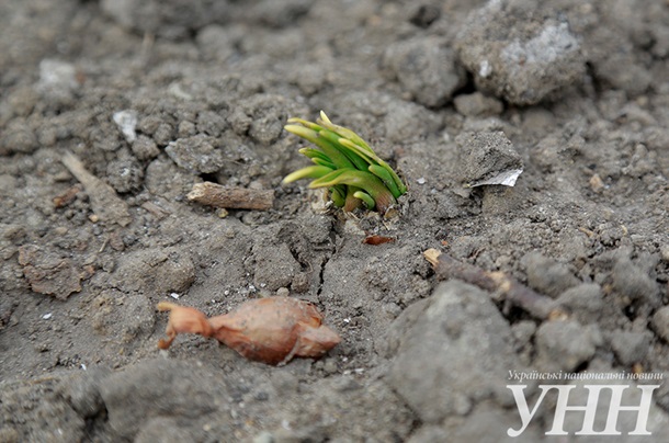 В Киеве на Майдане активисты выращивают редис, лук и петрушку