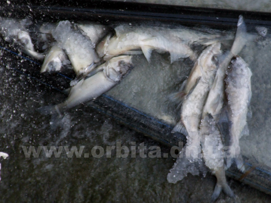 fish